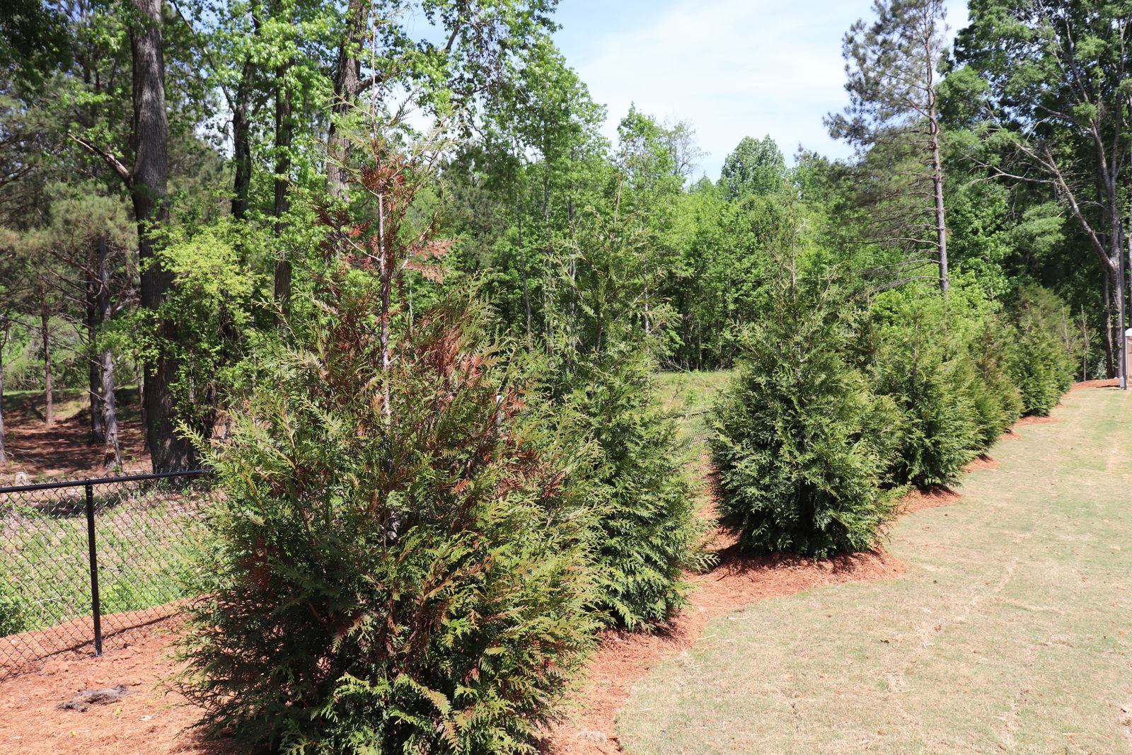 Evergreen screen planted along the park's edge