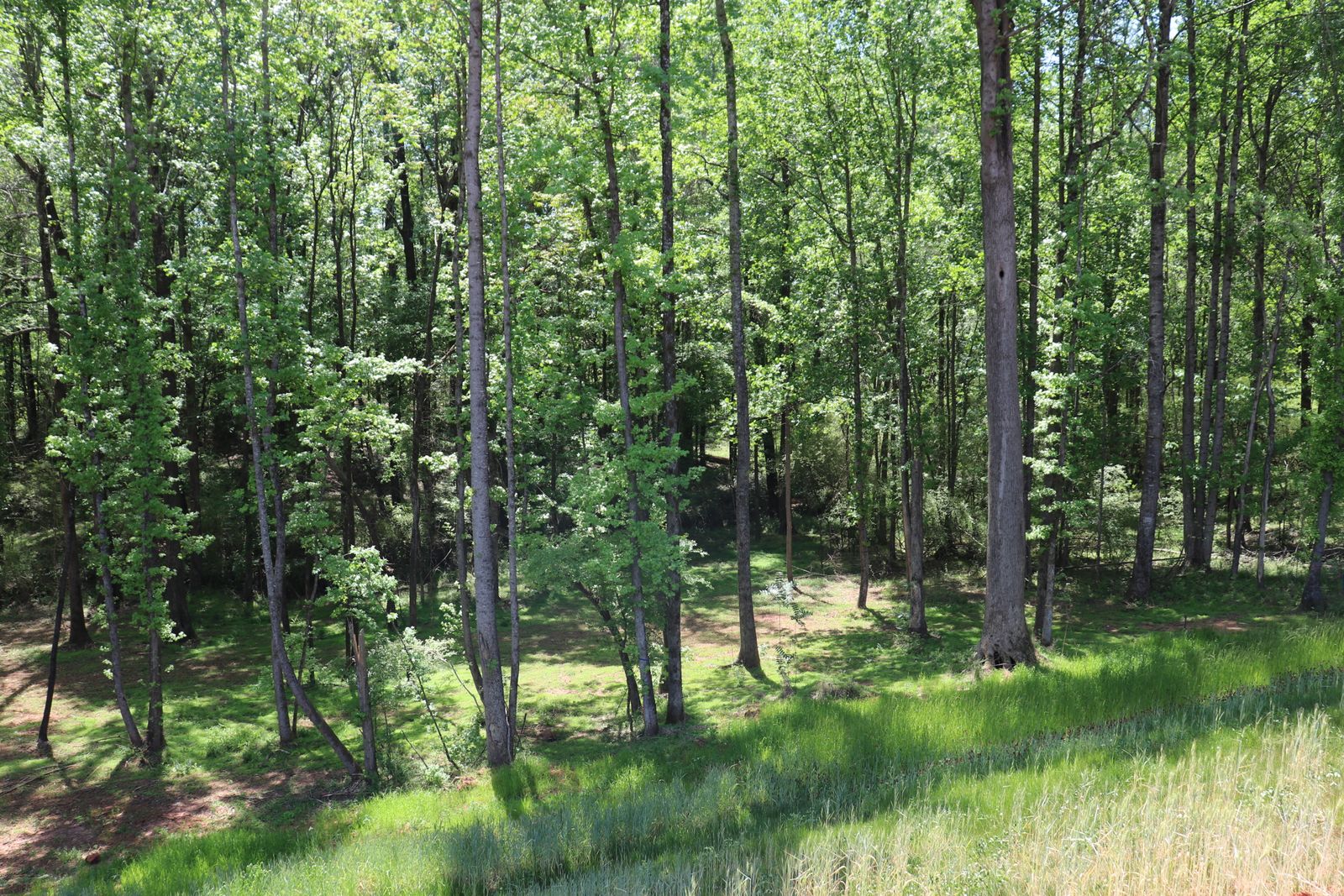 Hardwood forest bordering the park